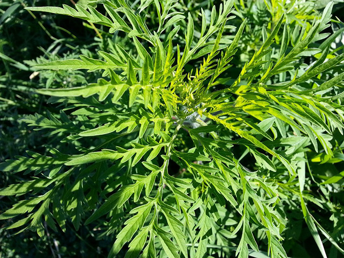 ET-ragweed.jpg